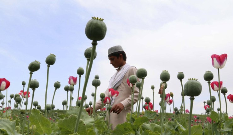 Only US/NATO success in Afghanistan: 40 fold opium increase – Rick Rozoff 